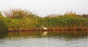 Boca del Río.- Vegetación y aves