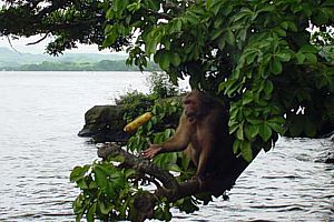 Isla de los Monos