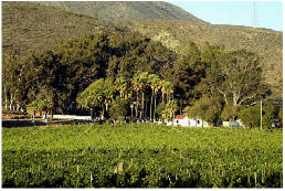 La Ruta del Vino.- Valle de Santo Tomás 01
