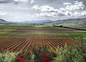 Valle de Guadalupe