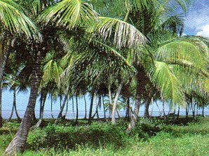 Campeche.- Sabancuy