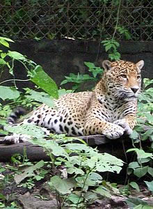 Jaguar