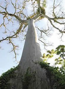 Montes Azules, Chiapas. Ceiba