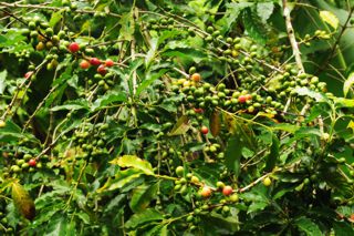 Planta con frutos del café en el Soconusco