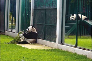 Chapultepec.- Pandas del zoológico