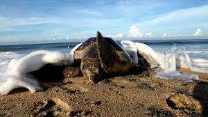Maruta es un santuario de tortugas marinas