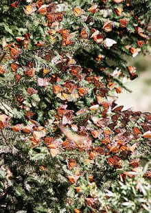 Michoacán.- Mariposa Monarca