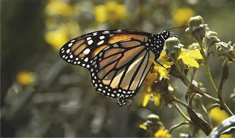 Mariposa Monarca