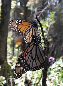 Mariposa Monarca