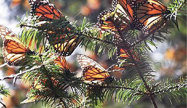 Mariposa Monarca