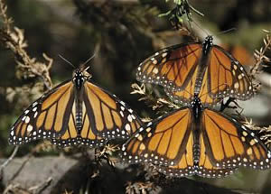 Mariposa Monarca