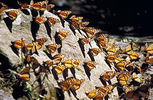 Mariposa Monarca