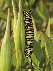 Oruga de la Mariposa Monarca