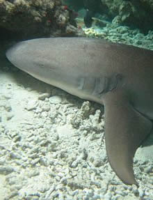 Cueva de los tiburones dormidos