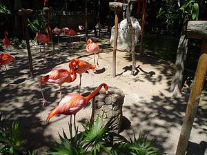 Xcaret. Aviario