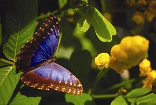 Mariposario