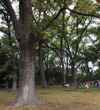 Parque de nogales en Guanamé