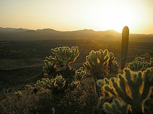 Flora en el desierto