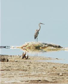 Laguna Madre