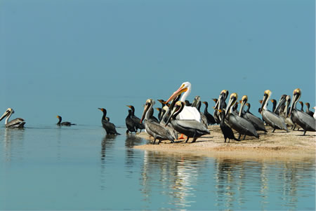 Laguna Madre