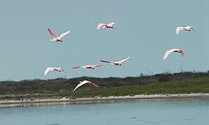 Laguna Madre