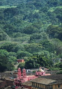 Vista de los cafetales