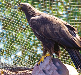 Águila Real