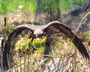 Águila Real