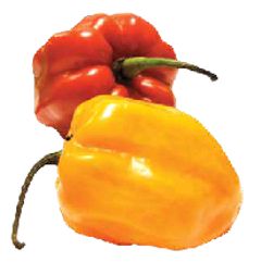 Chile Habanero de Yucatán