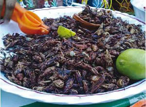 Chapulines