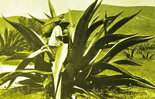 Extracción del pulque