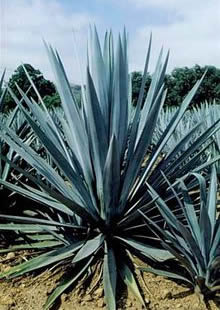 Agave Azul