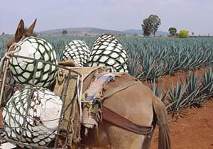 Piñas de agave