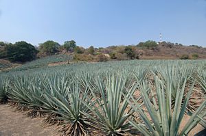 Agave Azul