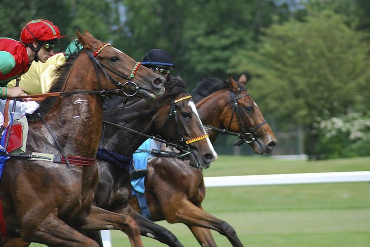 Hipódromo. Pixabay