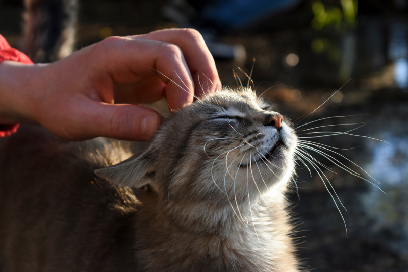 Gato