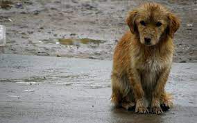 Mascotas abandonadas