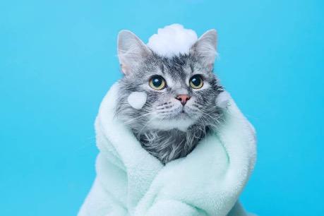 Bañando al gato