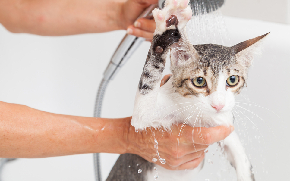 Bañando al gato